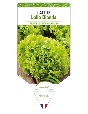 LAITUE LOLLO BIONDA (à couper)