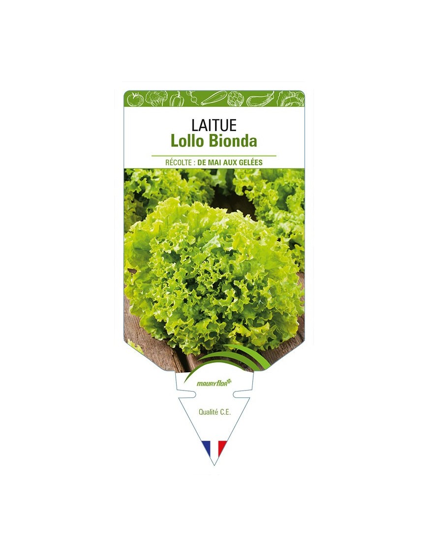 LAITUE LOLLO BIONDA (à couper)