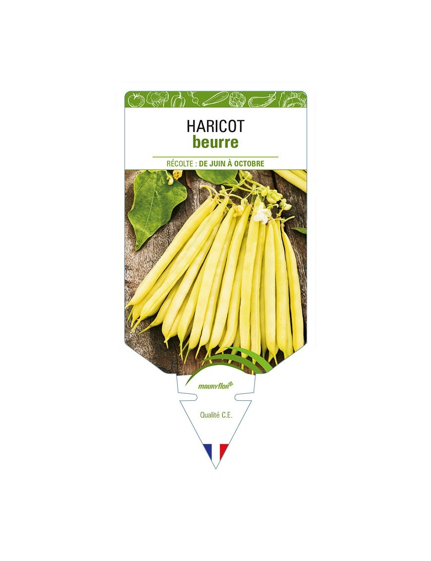 HARICOT BEURRE jaune)