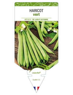 HARICOT vert