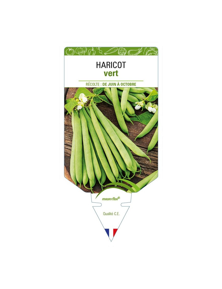 HARICOT vert