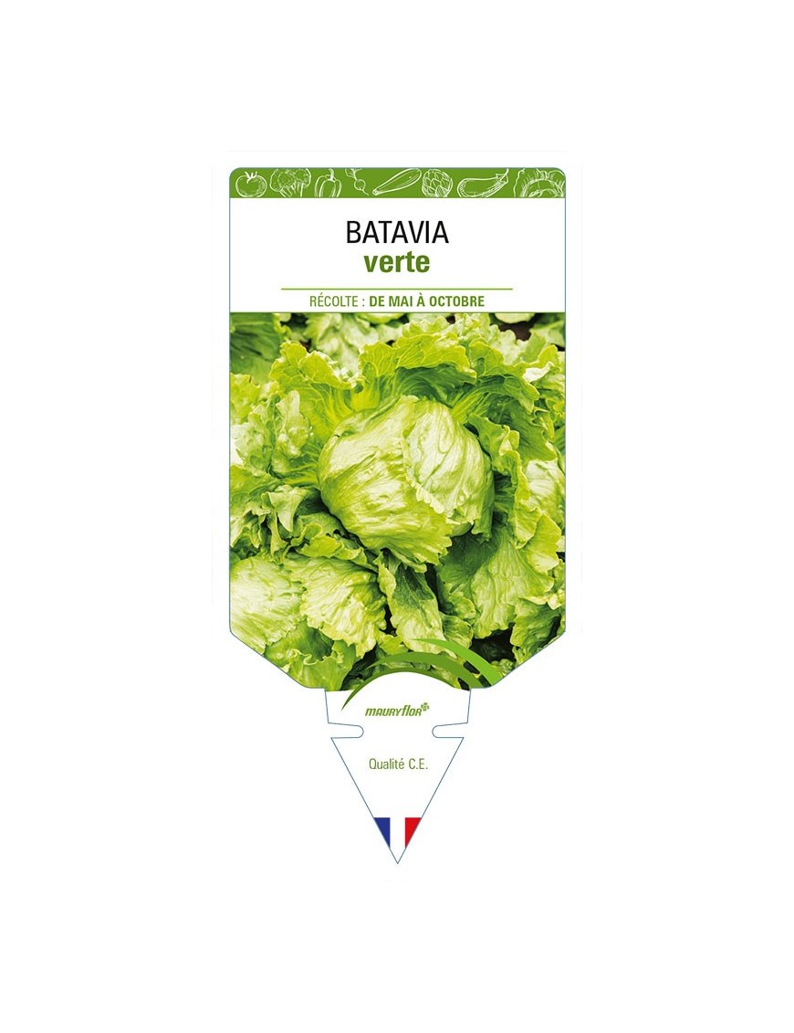 (Laitue) BATAVIA verte