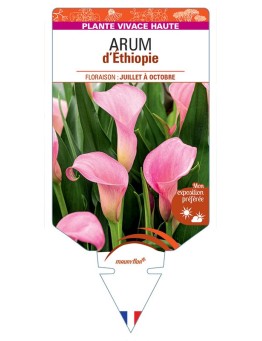 ZANTEDESCHIA AETHIOPICA voir Arum d'Ethiopie (rose)