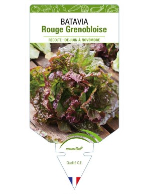 (Laitue) BATAVIA ROUGE GRENOBLOISE