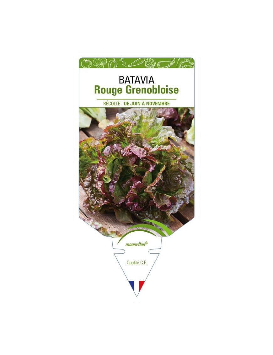 (Laitue) BATAVIA ROUGE GRENOBLOISE