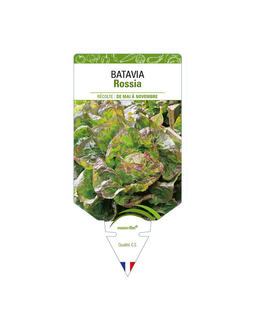 (Laitue) BATAVIA ROSSIA