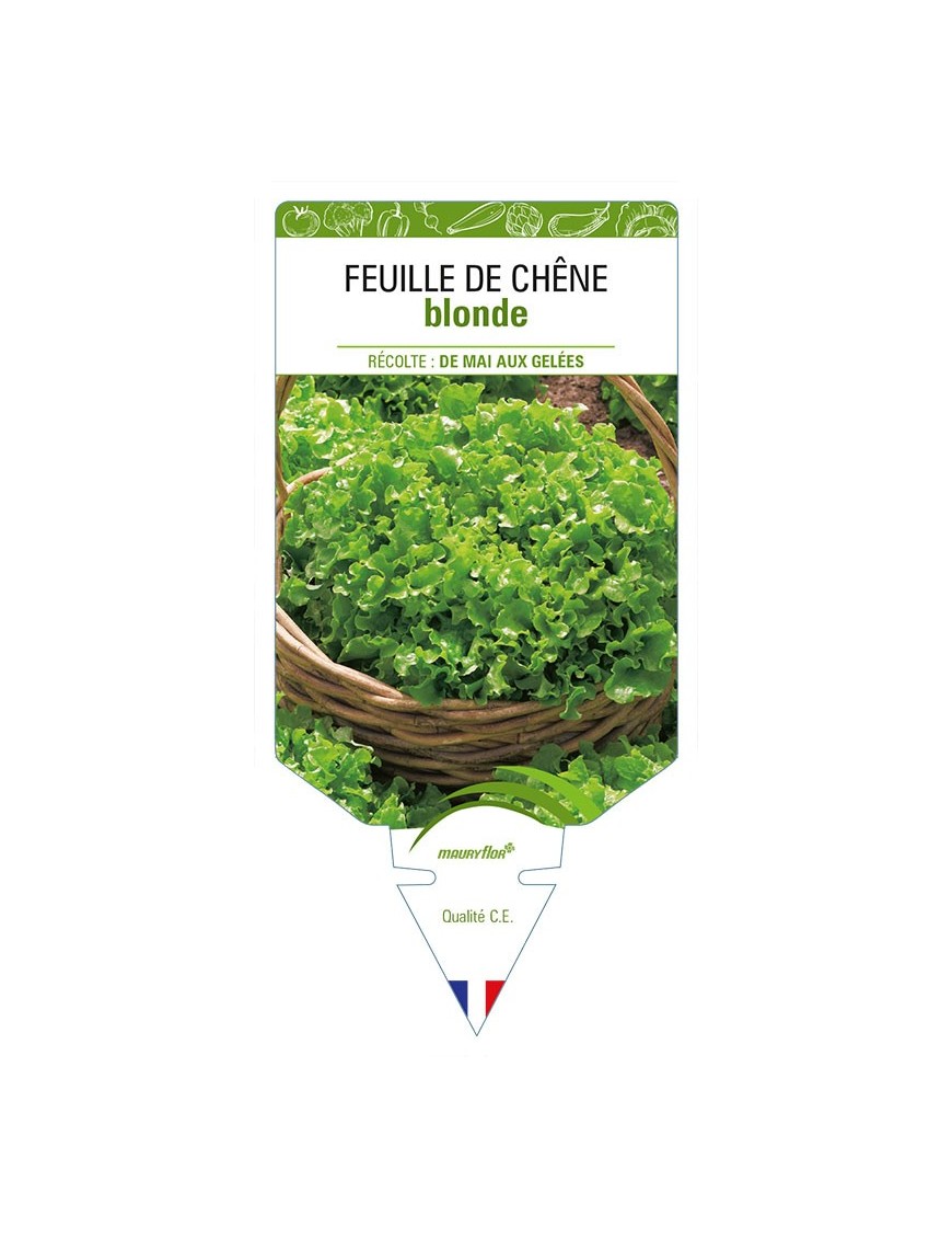 (Laitue) FEUILLE DE CHÊNE BLONDE