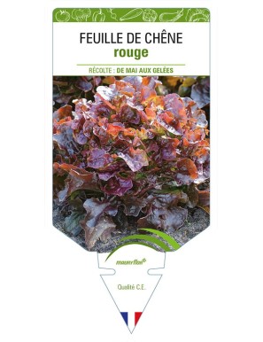 (Laitue) FEUILLE DE CHENE ROUGE