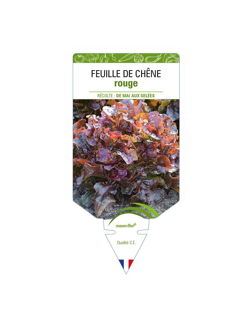 (Laitue) FEUILLE DE CHENE ROUGE