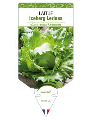 LAITUE ICEBERG LERINAS