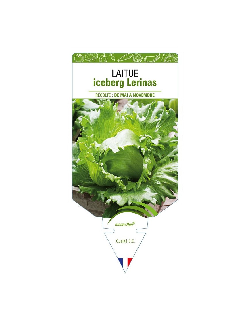 LAITUE ICEBERG LERINAS