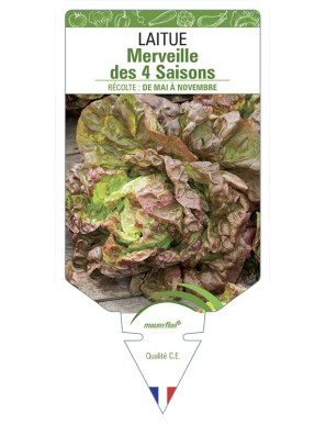 LAITUE MERVEILLE DES 4 SAISONS