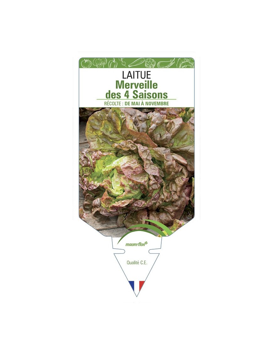 LAITUE MERVEILLE DES 4 SAISONS