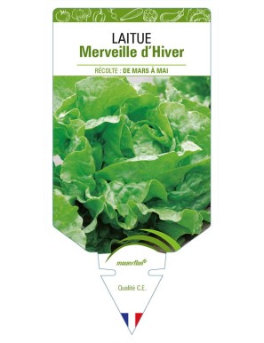 LAITUE MERVEILLE D'HIVER