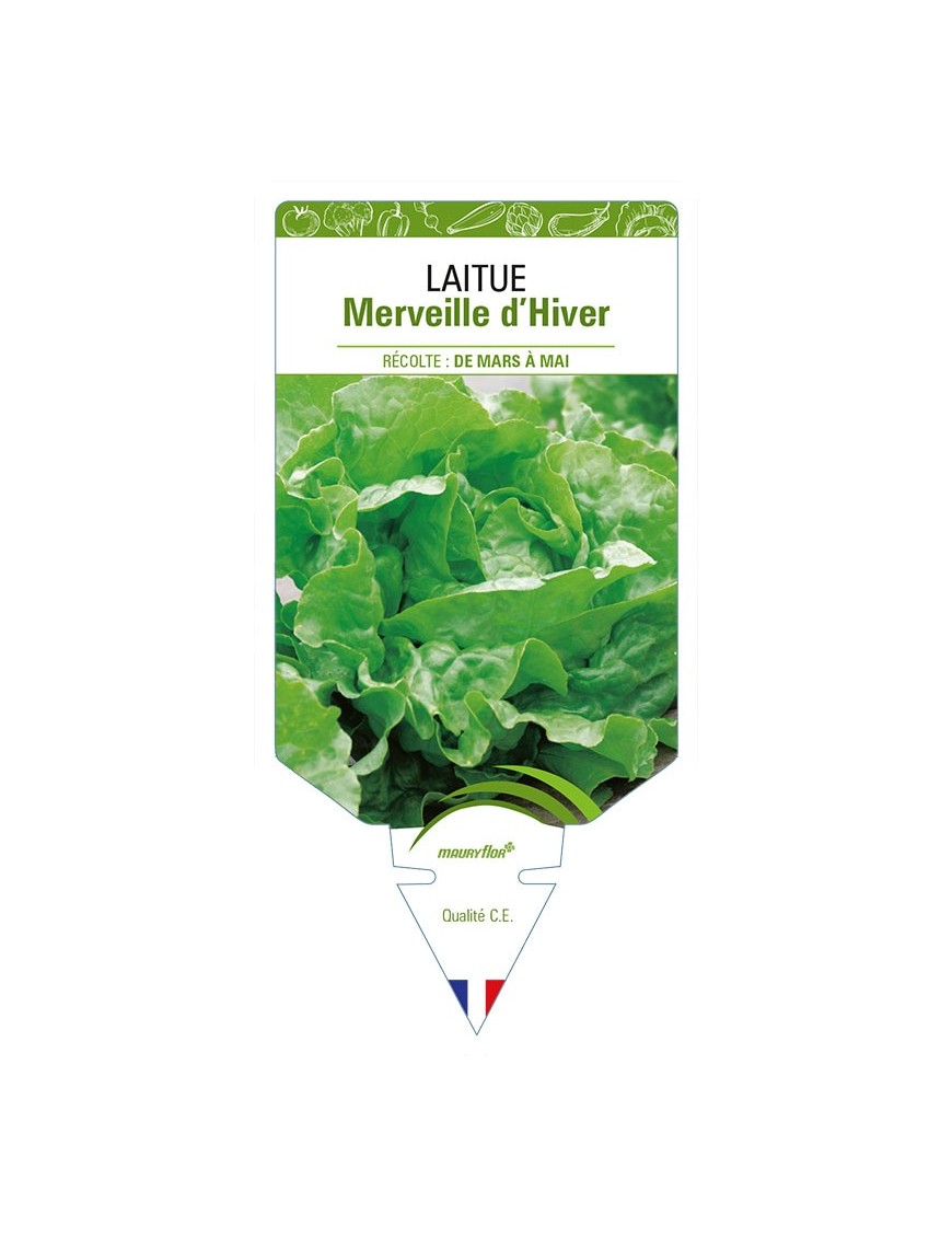 LAITUE MERVEILLE D'HIVER