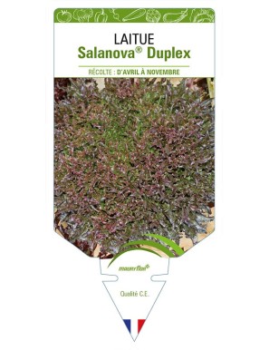 LAITUE SALANOVA® (frisella) DUPLEX