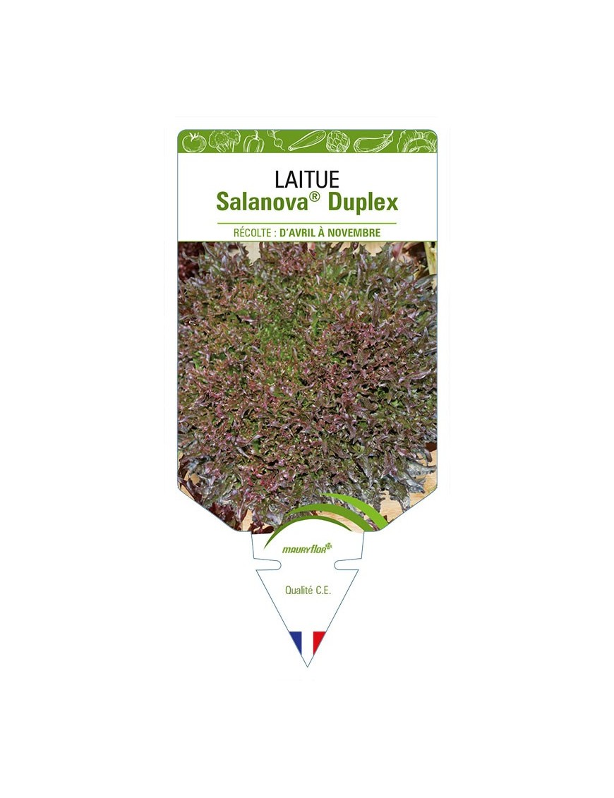 LAITUE SALANOVA® (frisella) DUPLEX