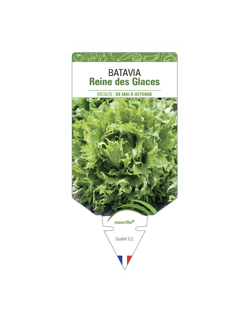 (Laitue) BATAVIA REINE DES GLACES