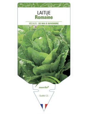 LAITUE ROMAINE