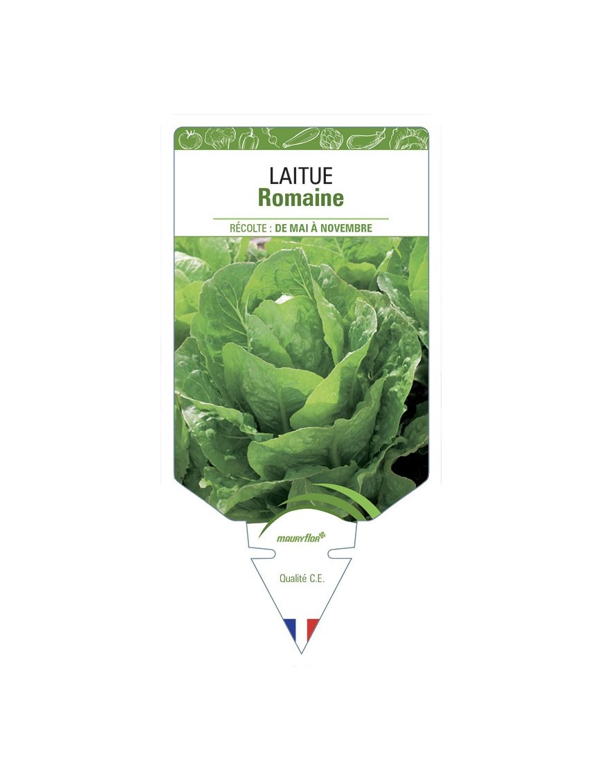 LAITUE ROMAINE