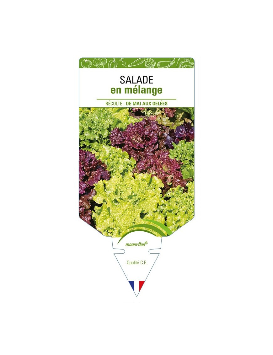 (Laitue) SALADES EN MELANGE