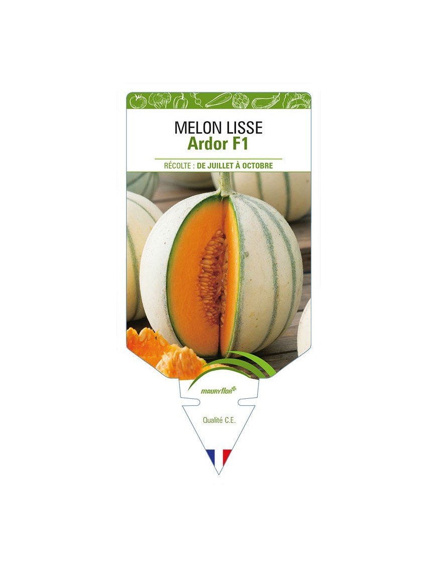 MELON LISSE ARDOR F1