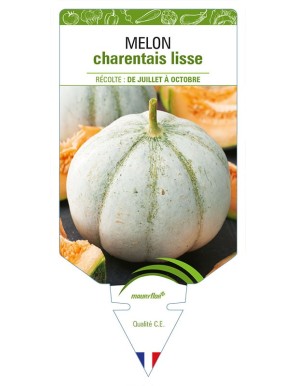 MELON CHARENTAIS LISSE