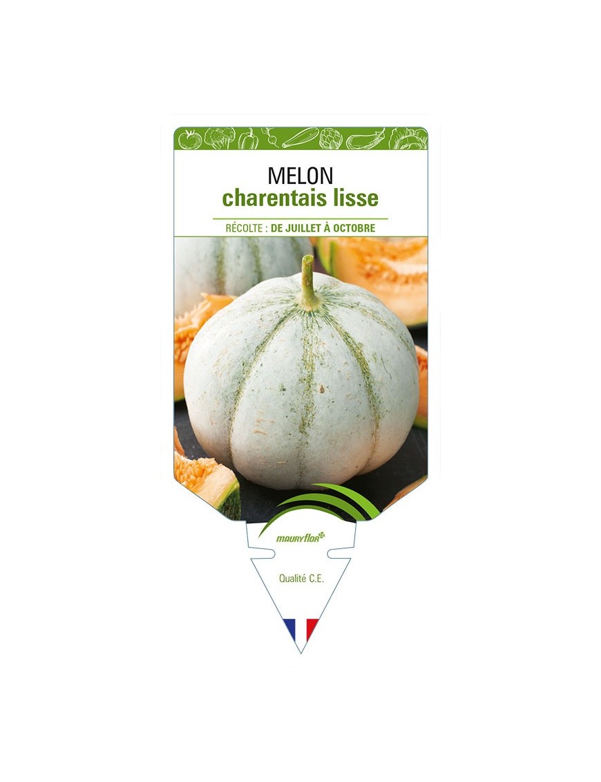 MELON CHARENTAIS LISSE