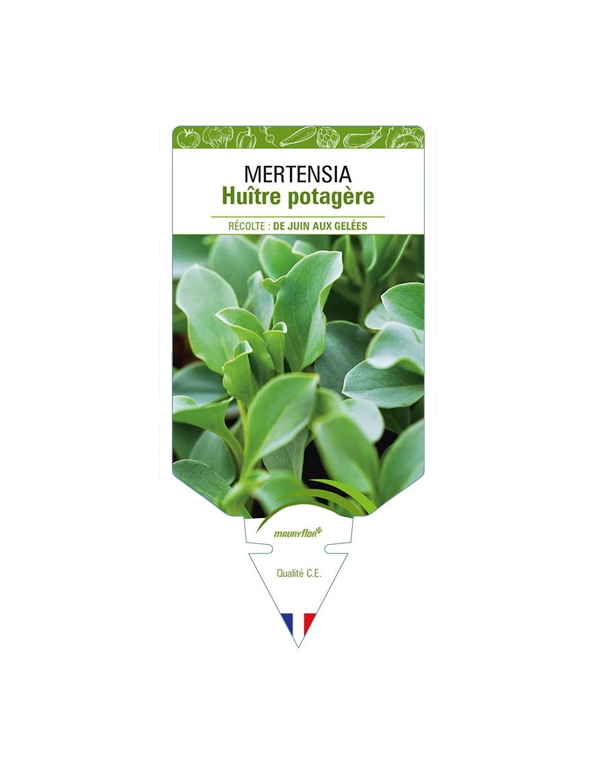 MERTENSIA Huître potagère