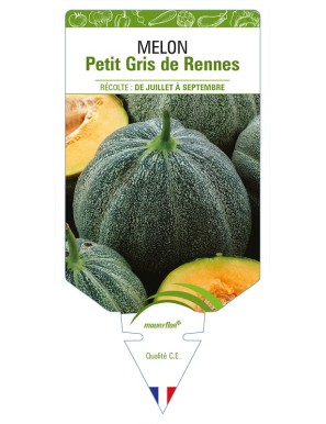 MELON PETIT GRIS DE RENNES