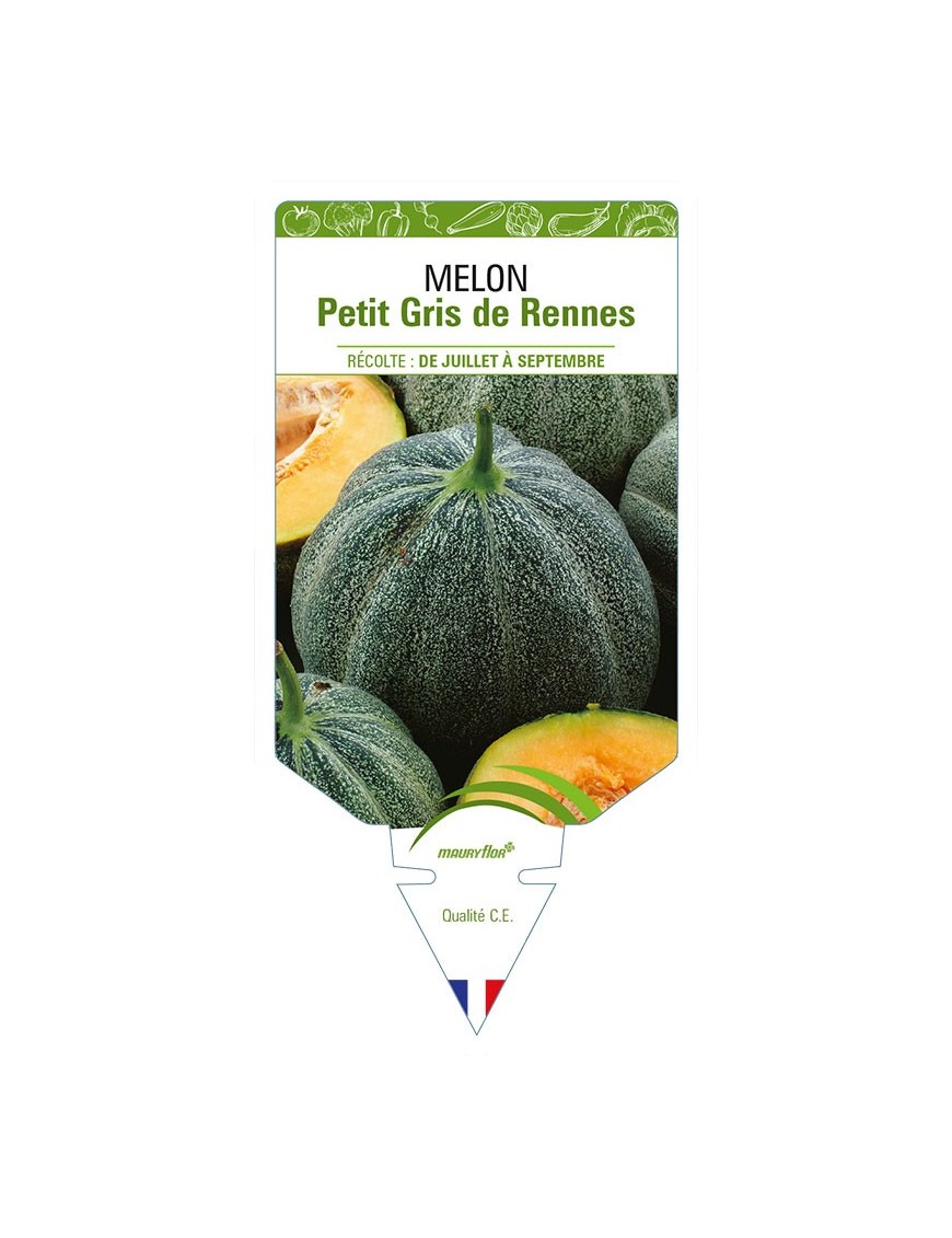 MELON PETIT GRIS DE RENNES