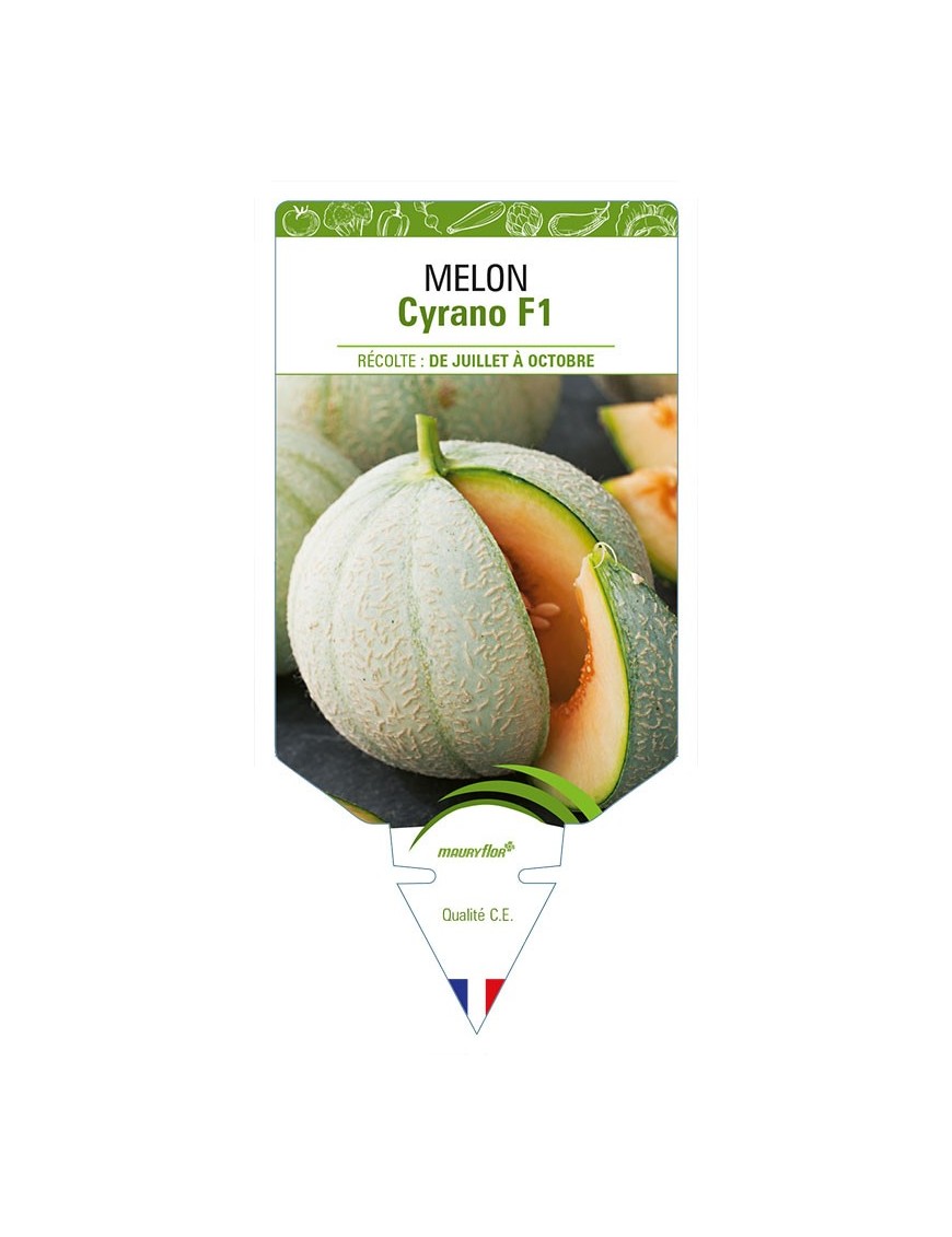 MELON CYRANO F1