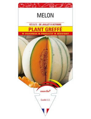 MELON PLANT GREFFE