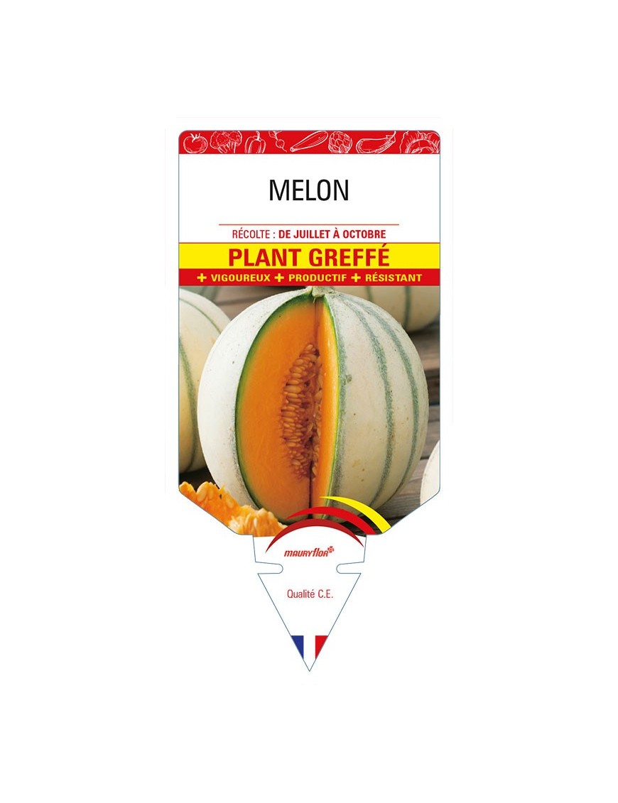 MELON PLANT GREFFE