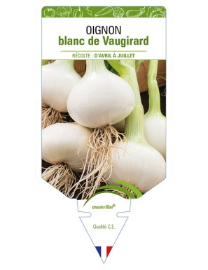 OIGNON BLANC DE VAUGIRARD