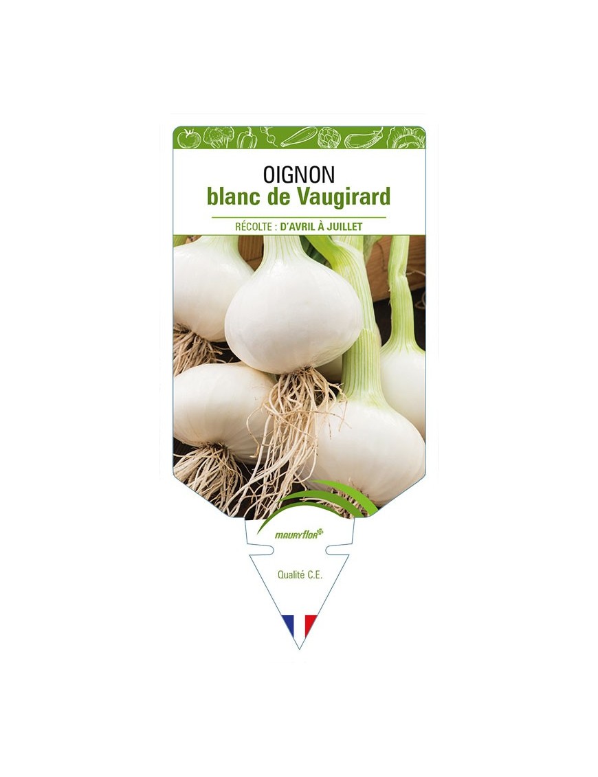 OIGNON BLANC DE VAUGIRARD