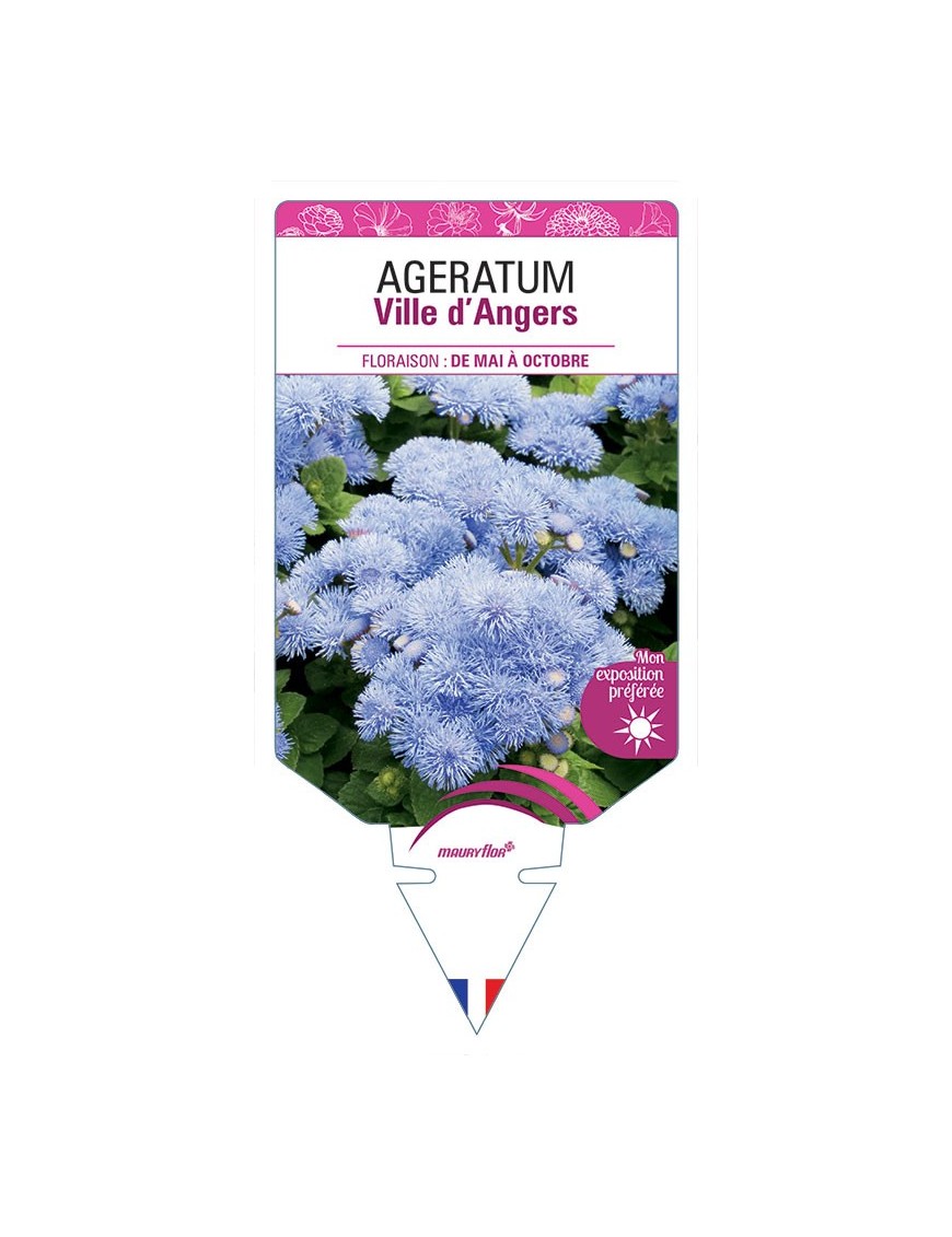 AGERATUM VILLE D'ANGERS