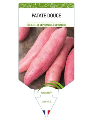 PATATE DOUCE