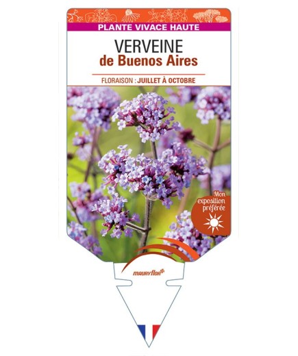 VERBENA bonariensis voir VERVEINE de Buenos Aires