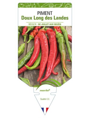 PIMENT DOUX LONG DES LANDES