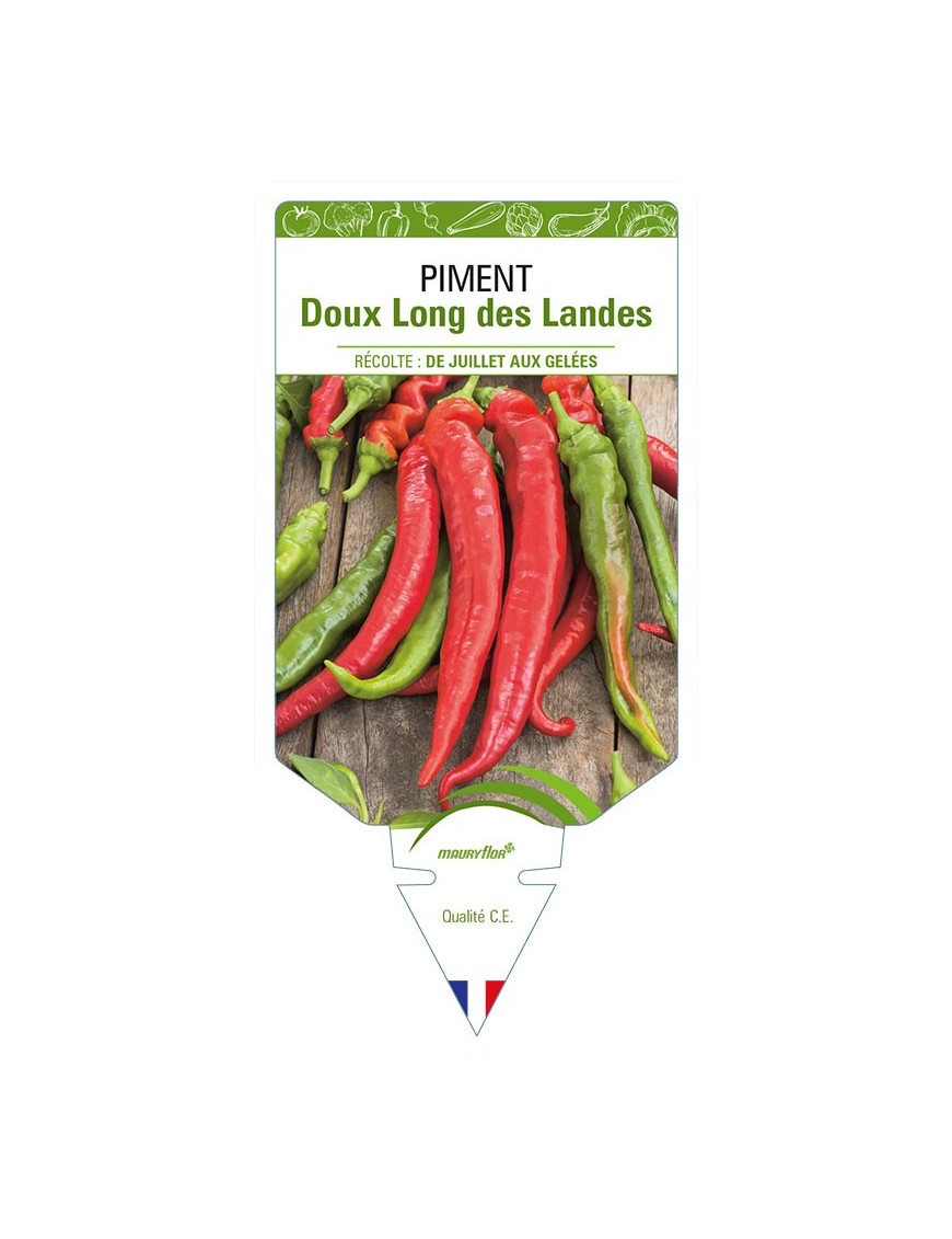 PIMENT DOUX LONG DES LANDES