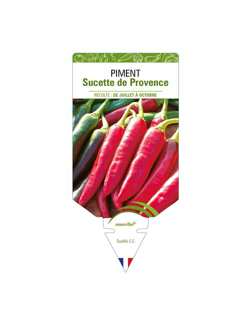 PIMENT SUCETTE DE PROVENCE