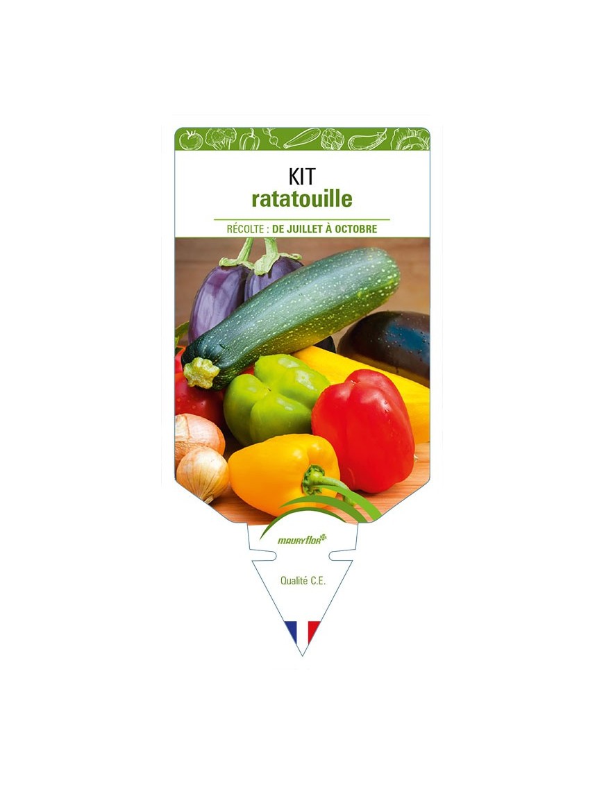 KIT RATATOUILLE (aubergine