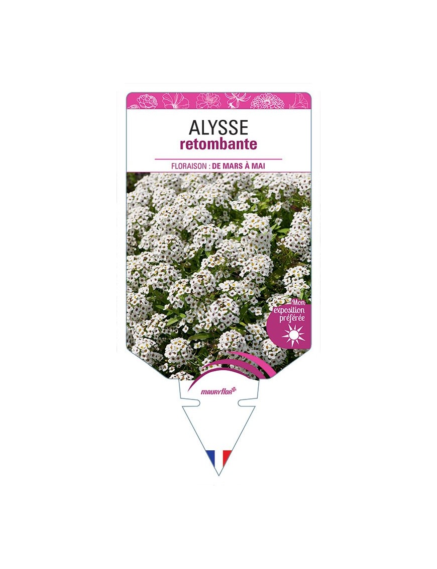 ALYSSE RETOMBANTE (VARIÉ)