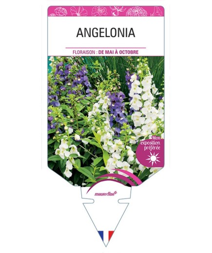 ANGELONIA