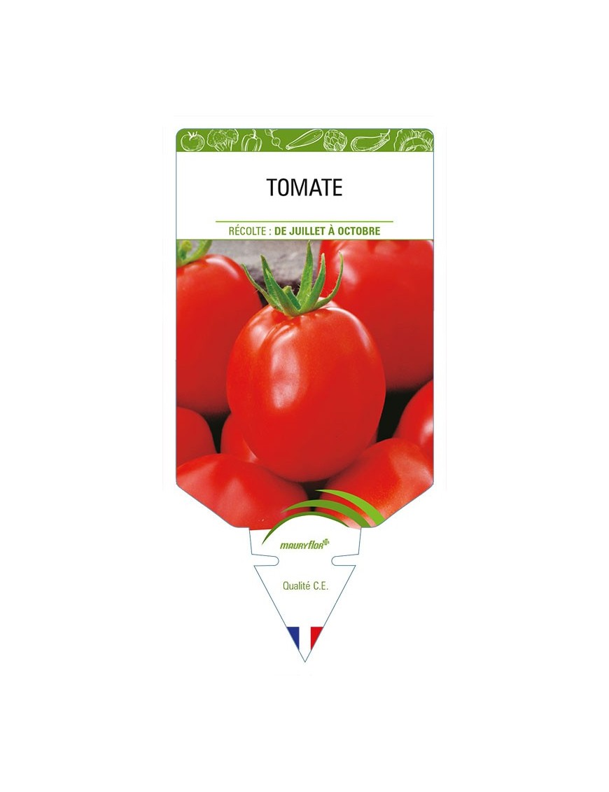 TOMATE (sans nom - Fruits allongés)