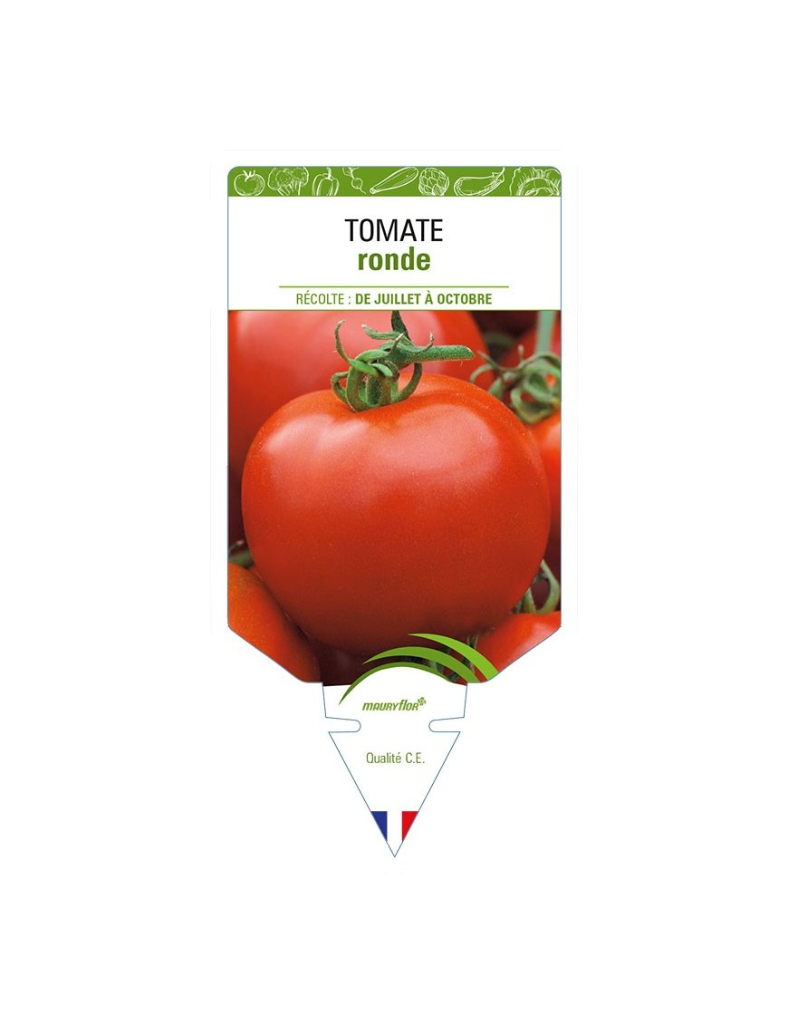 TOMATE RONDE (sans nom - Fruits ronds)