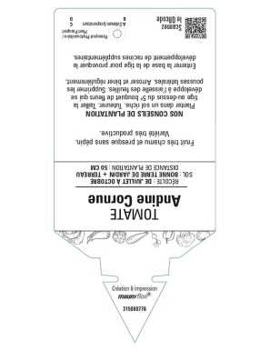 TOMATE ANDINE CORNUE