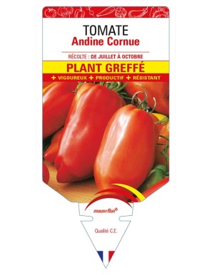 TOMATE ANDINE CORNUE PLANT GREFFÉ