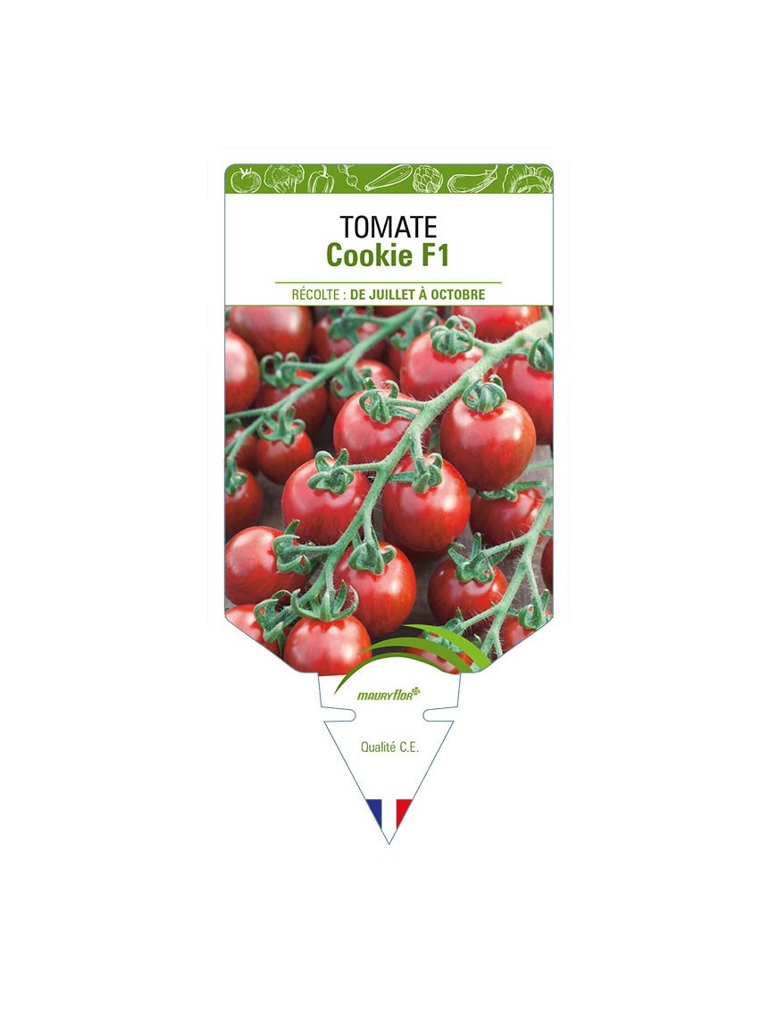 TOMATE COOKIE F1